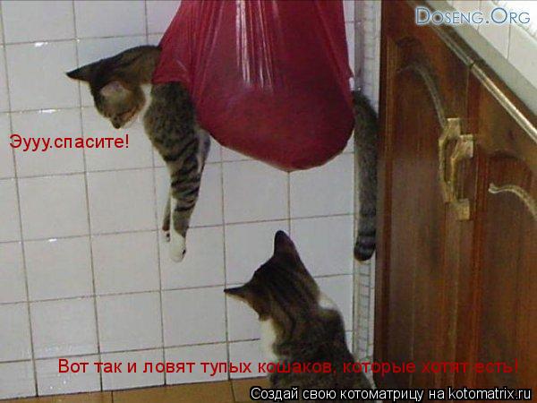 Котоматрица: Вот так и ловят тупых кошаков, которые хотят есть! Эууу.спасите!