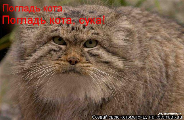 Погладь кота. Погладь кота, сука!... Котоматрица: Погладь кота. Погладь кота, сука!