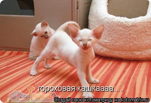 Котоматрица: гороховая кашкаааа....