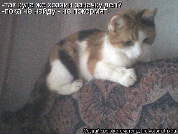 Котоматрица: -так куда же хозяин заначку дел? -пока не найду - не покормят!