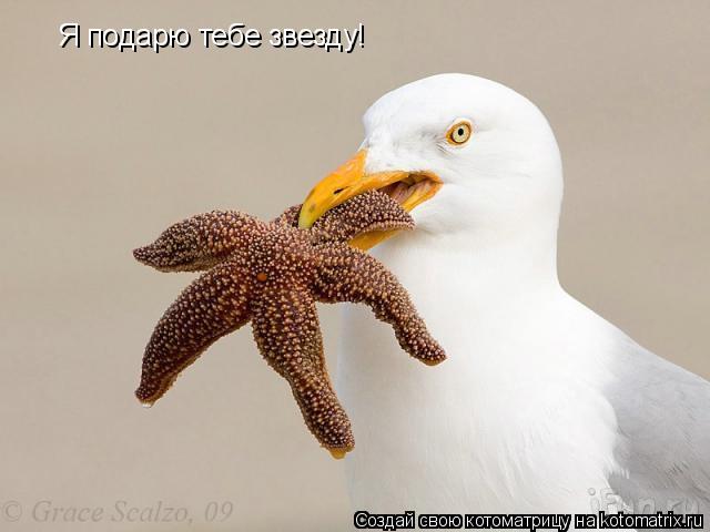 Котоматрица: Я подарю тебе звезду!