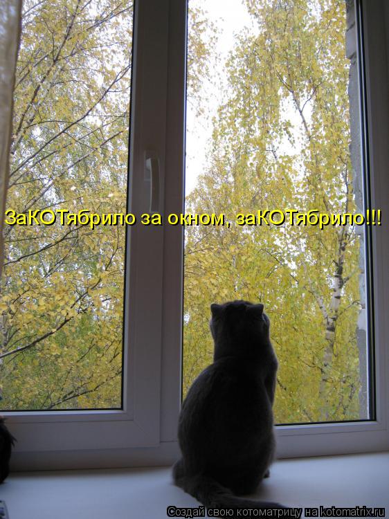 ЗаКОТябрило за окном, заКОТябрило!!!... Котоматрица: ЗаКОТябрило за окном, заКОТябрило!!!