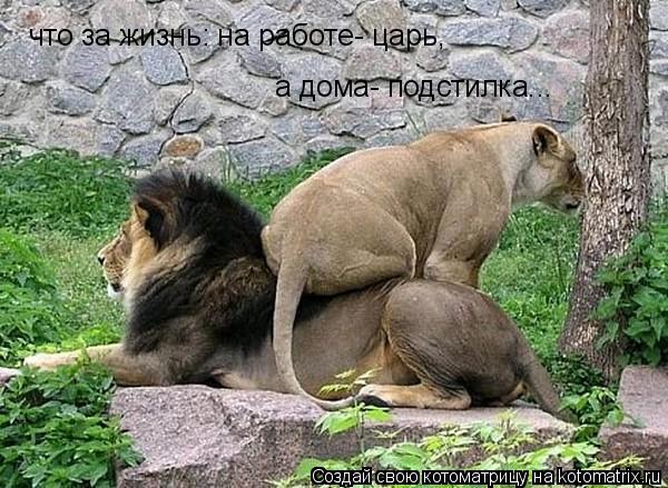 Котоматрица: что за жизнь: на работе- царь,  а дома- подстилка...