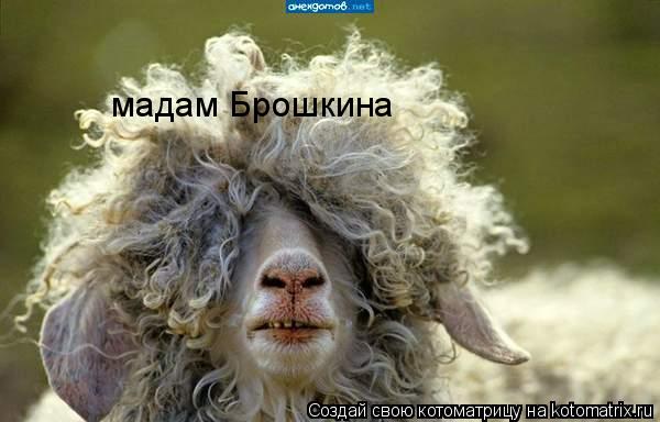 Котоматрица: мадам Брошкина
