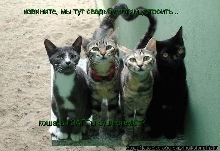 Котоматрица: извините, мы тут свадьбу хотим устроить... кошачьи ЗАГСы существуют?..