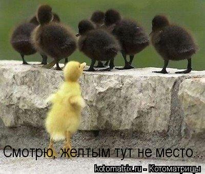 Котоматрица: Смотрю, желтым тут не место...