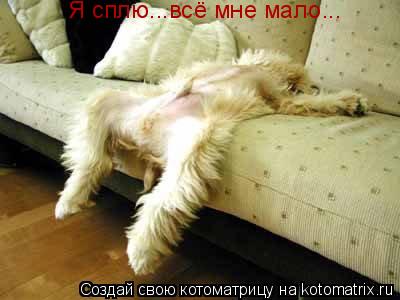 Котоматрица: Я сплю...всё мне мало...