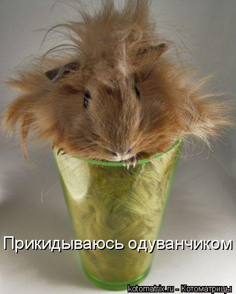 Котоматрица: Прикидываюсь одуванчиком
