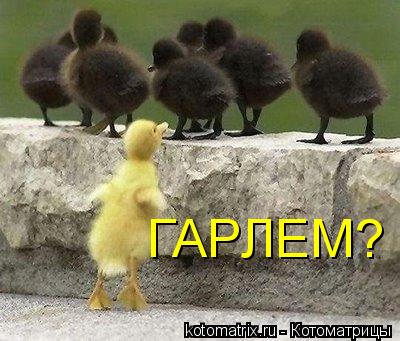 Котоматрица: ГАРЛЕМ?