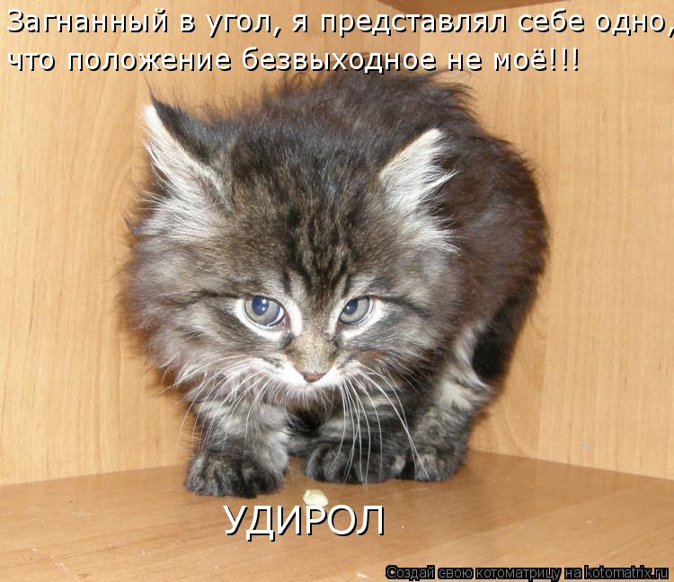 Котоматрица: УДИРОЛ Загнанный в угол, я представлял себе одно, что положение безвыходное не моё!!!