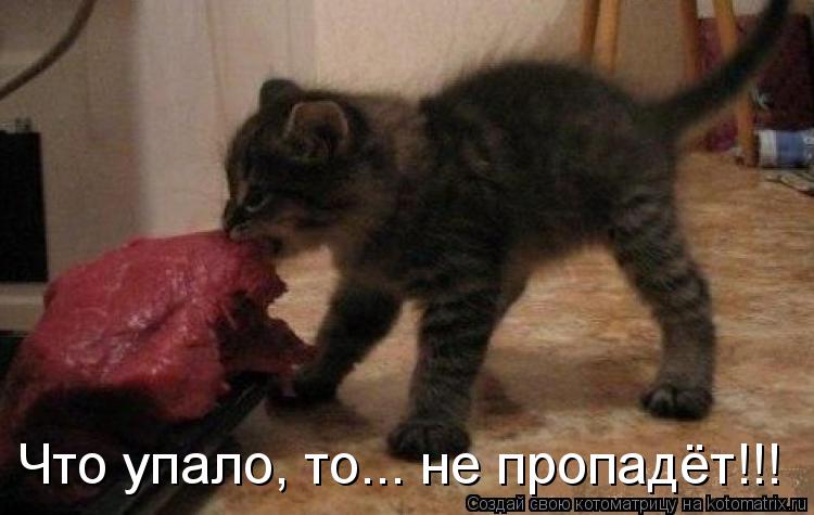 Что упало, то... не пропадёт!!!... Котоматрица: Что упало, то... не пропадёт!!!