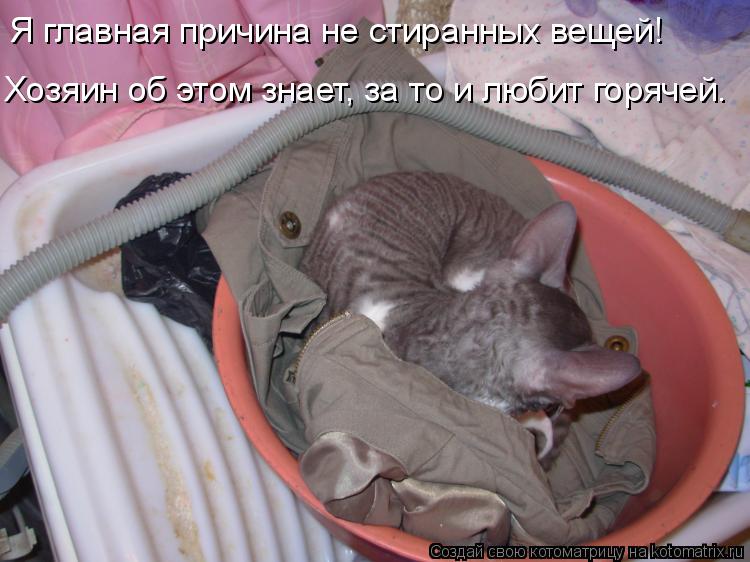 Котоматрица: Я главная причина не стиранных вещей! Хозяин об этом знает, за то и любит горячей.
