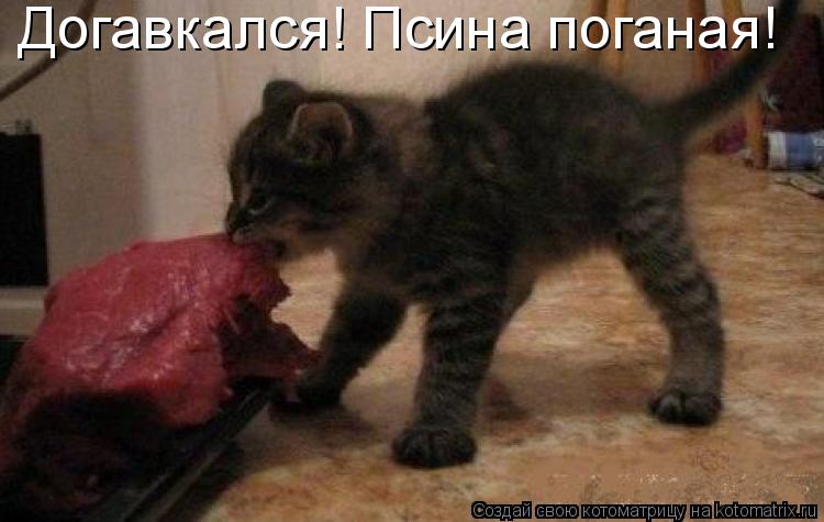 Догавкался! Псина поганая!... Котоматрица: Догавкался! Псина поганая!