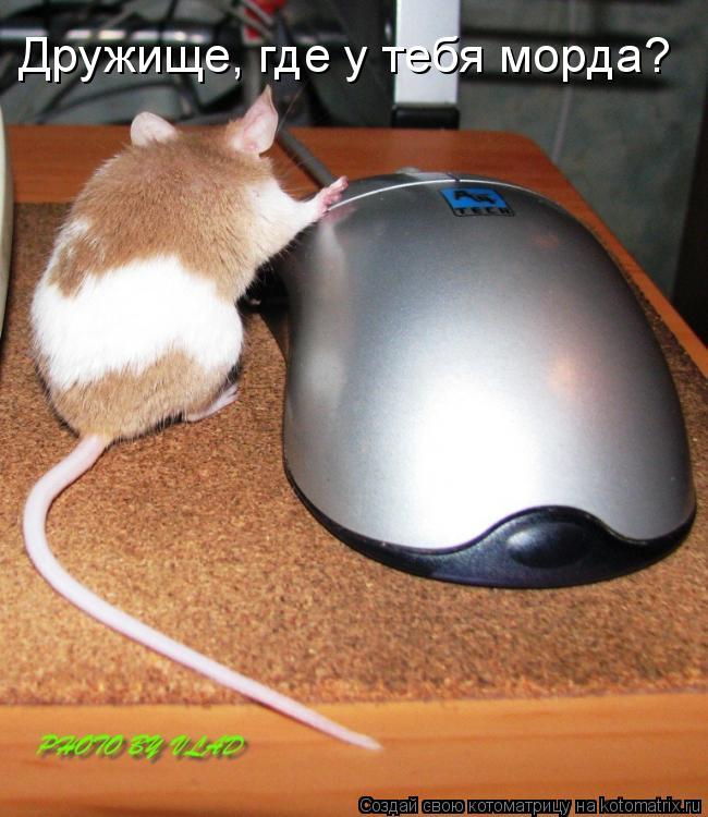 Дружище, где у тебя морда?... Котоматрица: Дружище, где у тебя морда?