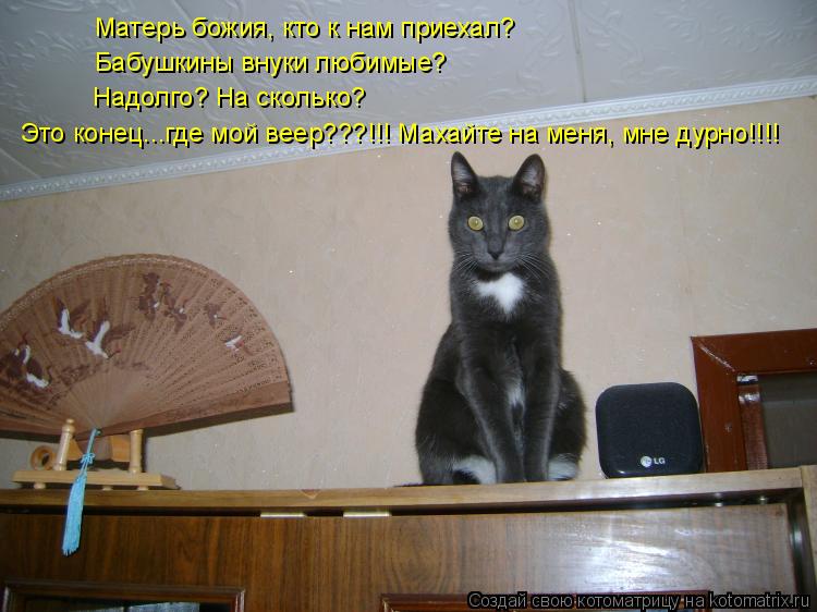 Матерь божия, кто к нам приехал? Бабушкины внуки любимые? Надолго? На сколько? Это конец...где мой ве... Котоматрица: Матерь божия, кто к нам приехал? Бабушкины внуки любимые? Надолго? На сколько? Это конец...где мой веер???!!! Махайте на меня, мне дурно!!!!