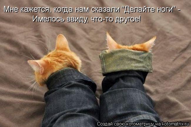 Мне кажется, когда нам сказали "Делайте ноги" - Имелось ввиду, что-то другое!... Котоматрица: Мне кажется, когда нам сказали "Делайте ноги" - Имелось ввиду, что-то другое!
