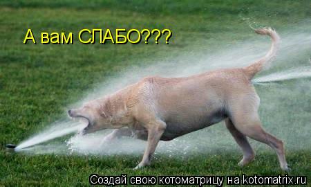 Котоматрица: А вам СЛАБО???