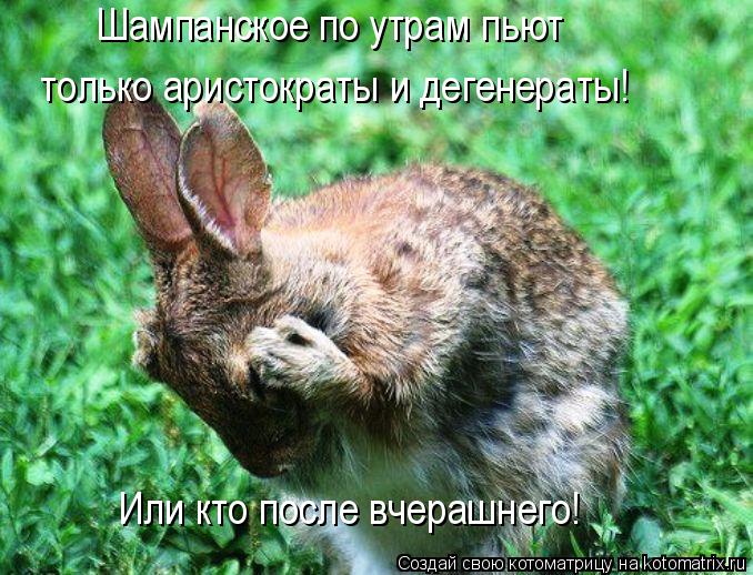 Котоматрица: Шампанское по утрам пьют  только аристократы и дегенераты! Или кто после вчерашнего!