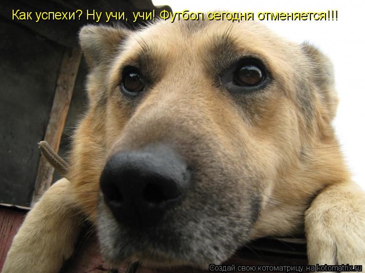 Котоматрица: Как успехи? Ну учи, учи! Футбол сегодня отменяется!!!