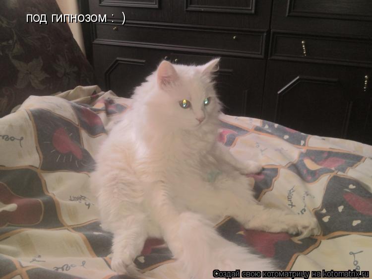 Котоматрица: под гипнозом :  )
