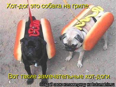 Котоматрица: Хот-дог это собака на гриле. Вот такие замечательные хот-доги.