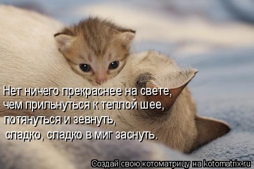 Котоматрица: Нет ничего прекраснее на свете, потянуться и зевнуть, сладко, сладко в миг заснуть. чем прильнуться к теплой шее,