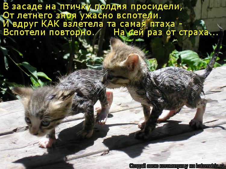 От летнего зноя ужасно вспотели. И вдруг КАК взлетела та самая птаха - Вспотели повторно. На сей... Котоматрица: От летнего зноя ужасно вспотели. И вдруг КАК взлетела та самая птаха - Вспотели повторно. На сей раз от страха... В засаде на птичку полдня