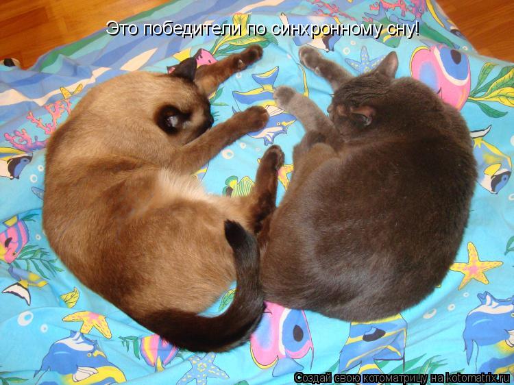 Котоматрица: Это победители по синхронному сну!