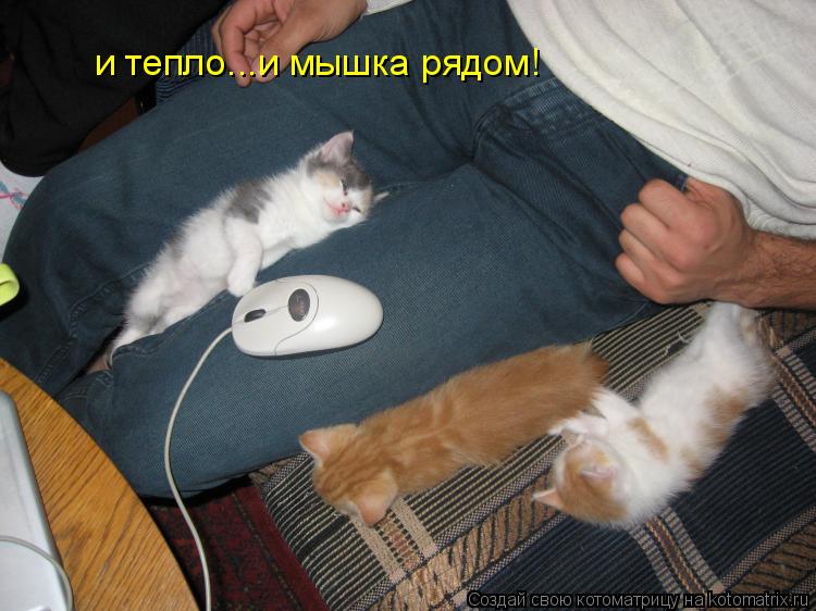 Котоматрица: и тепло...и мышка рядом!