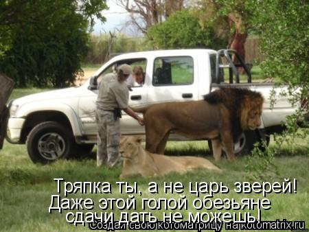 Котоматрица: Тряпка ты, а не царь зверей!  Даже этой голой обезьяне  сдачи дать не можешь!