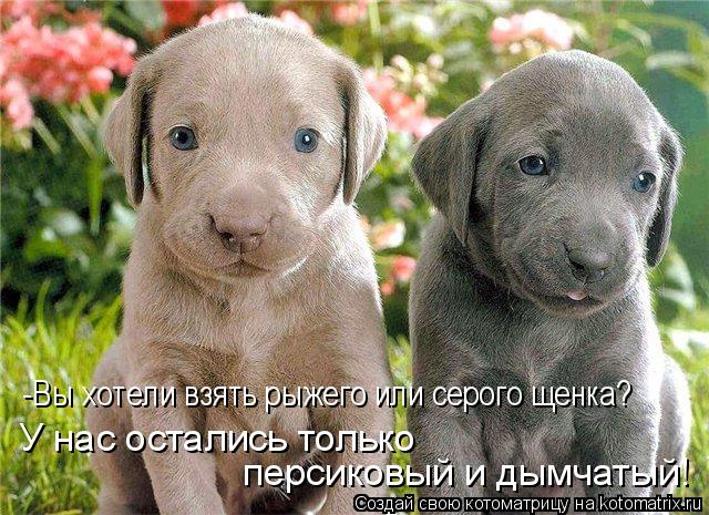 Котоматрица: У нас остались только  персиковый и дымчатый! -Вы хотели взять рыжего или серого щенка?
