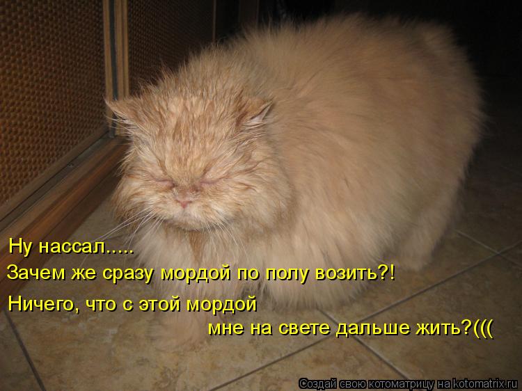 Котоматрица: Ну нассал..... Зачем же сразу мордой по полу возить?! Ничего, что с этой мордой мне на свете дальше жить?(((