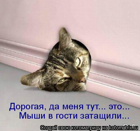 Мыши в гости затащили... Дорогая, да меня тут... это...... Котоматрица: Мыши в гости затащили... Дорогая, да меня тут... это...
