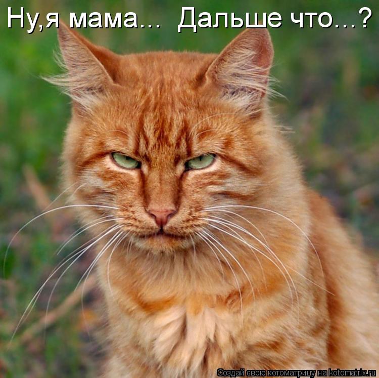 Котоматрица: Ну,я мама...  Дальше что...?