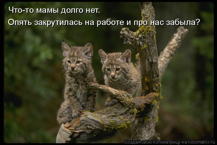 Котоматрица: Что-то мамы долго нет. Опять закрутилась на работе и про нас забыла?