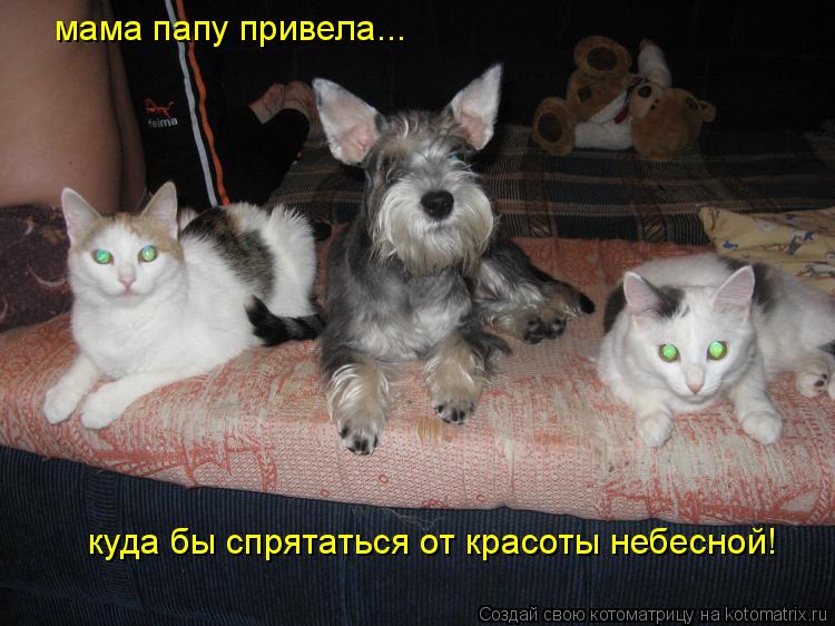 Котоматрица: мама папу привела...  куда бы спрятаться от красоты небесной!
