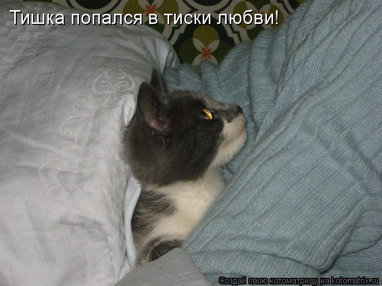 Тишка попался в тиски любви!... Котоматрица: Тишка попался в тиски любви!