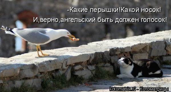 Котоматрица: -Какие перышки!Какой носок! И,верно,ангельский быть должен голосок!