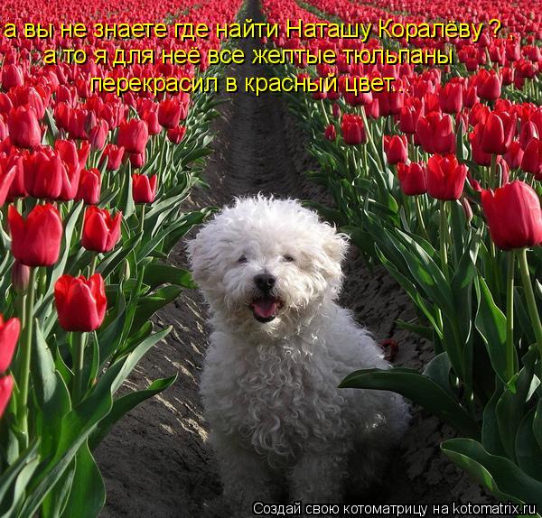 Котоматрица: а вы не знаете где найти Наташу Коралёву ? , а то я для неё все желтые тюльпаны  перекрасил в красный цвет...