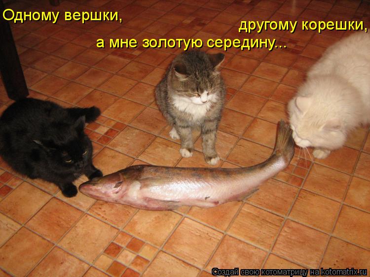 Одному вершки, а мне золотую середину... другому корешки,... Котоматрица: Одному вершки, а мне золотую середину... другому корешки,