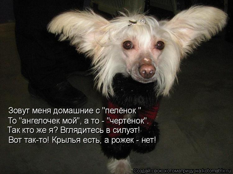 Котоматрица: Зовут меня домашние с "пелёнок»" То "ангелочек мой", а то - "чертёнок". Так кто же я? Вглядитесь в силуэт! Вот так-то! Крылья есть, а рожек - нет!