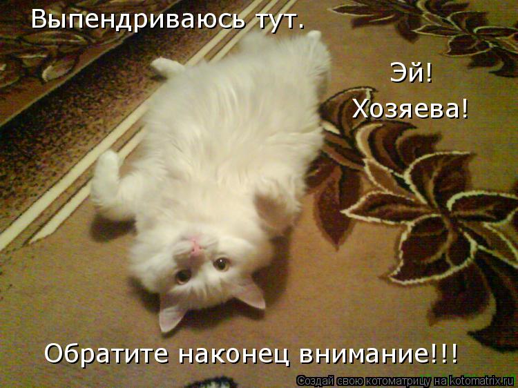 Котоматрица: Выпендриваюсь тут. Эй! Хозяева! Обратите наконец внимание!!!