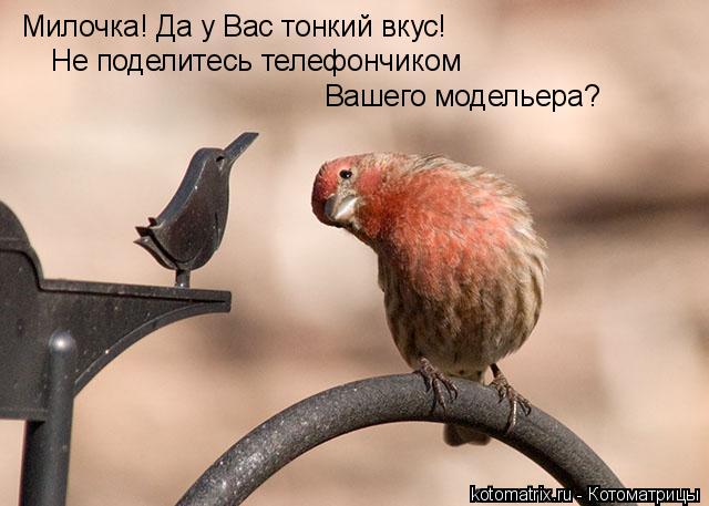 Котоматрица: Милочка! Да у Вас тонкий вкус! Не поделитесь телефончиком  Вашего модельера?