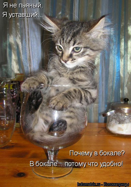 Котоматрица: Я не пьяный,  Я уставший... Почему в бокале? В бокале... потому что удобно!