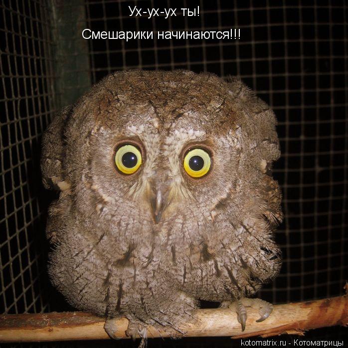 Котоматрица: Ух-ух-ух ты! Смешарики начинаются!!!