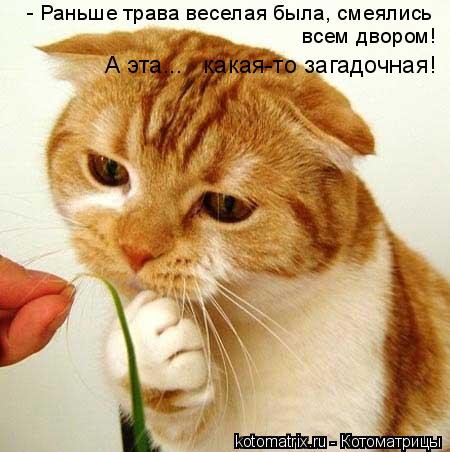 Котоматрица: - Раньше трава веселая была, смеялись всем двором! А эта...   какая-то загадочная!