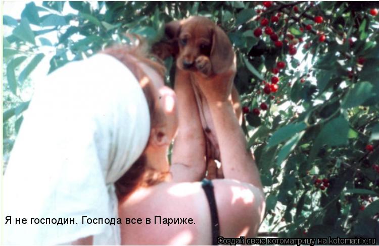 Котоматрица: Я не господин. Господа все в Париже.