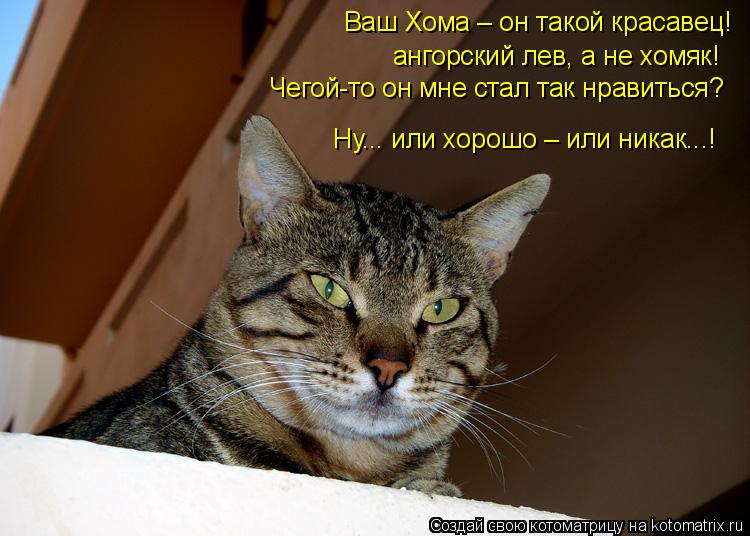 Ваш Хома – он такой красавец! ангорский лев, а не хомяк! Чегой-то он мне стал так нравиться? Ну... Котоматрица: Ваш Хома – он такой красавец! ангорский лев, а не хомяк! Чегой-то он мне стал так нравиться? Ну... или хорошо – или никак...!