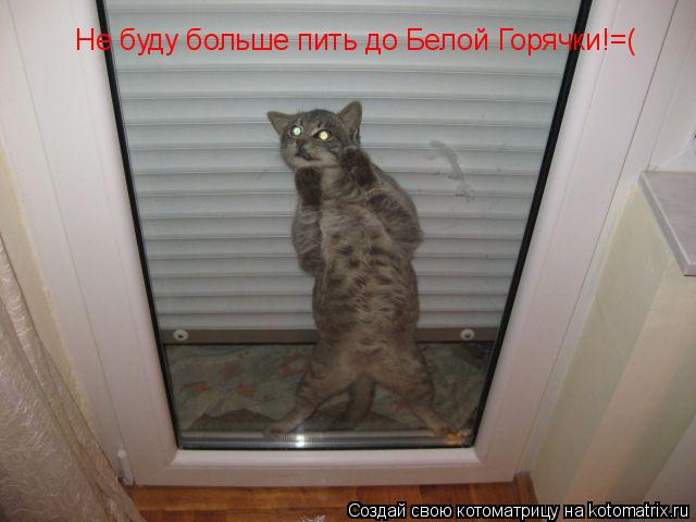 Котоматрица: Не буду больше пить до Белой Горячки!=(