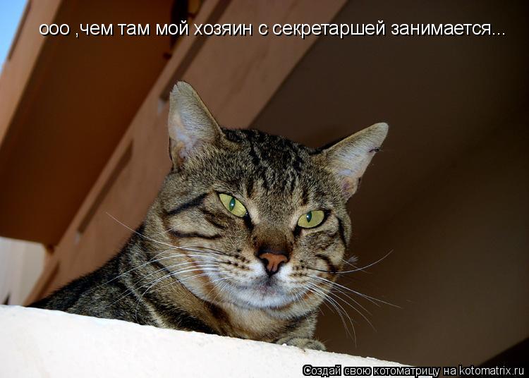 Котоматрица: ооо ,чем там мой хозяин с секретаршей занимается...